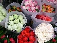 503256_d7a3d68af7.jpg