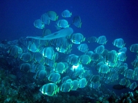 IMG_4255.JPG