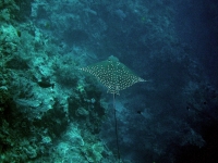 IMG_4567.JPG