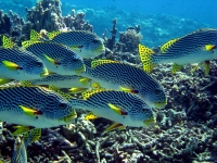 IMG_4600.JPG