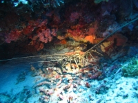 IMG_4785.JPG