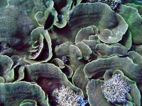 IMG_4969.JPG