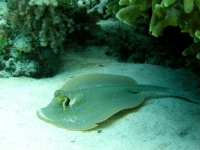 IMG_7807.JPG
