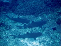 IMG_8048.JPG