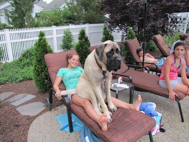 dogs-who-dont-realize-how-big-they-are-01.jpg