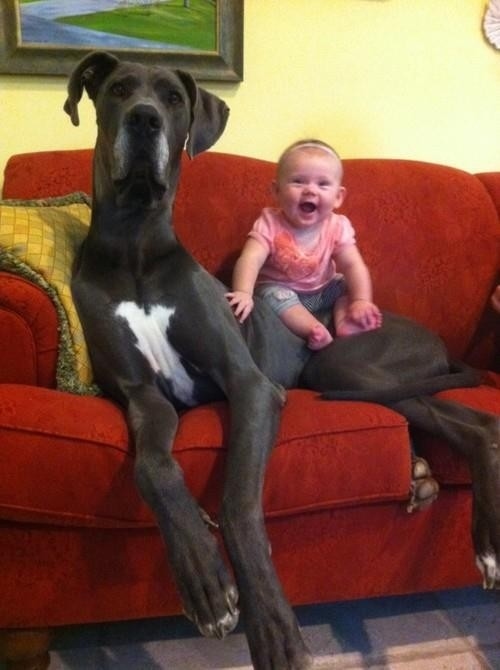 dogs-who-dont-realize-how-big-they-are-010.jpg