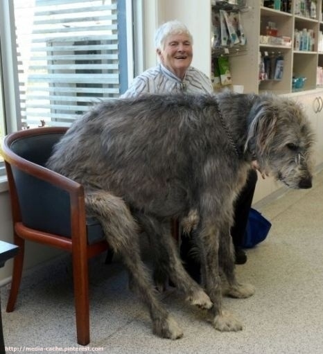 dogs-who-dont-realize-how-big-they-are-011.jpg