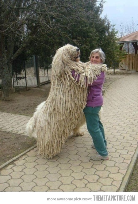 dogs-who-dont-realize-how-big-they-are-012.jpg