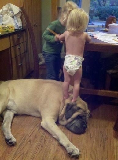 dogs-who-dont-realize-how-big-they-are-015.jpg