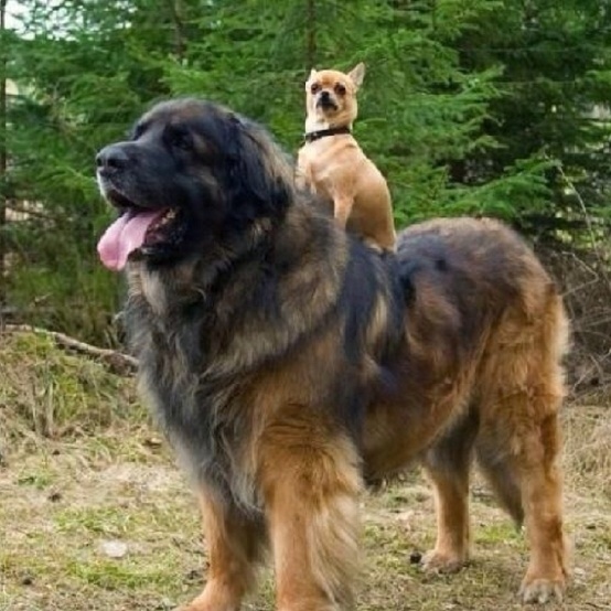 dogs-who-dont-realize-how-big-they-are-018.jpg