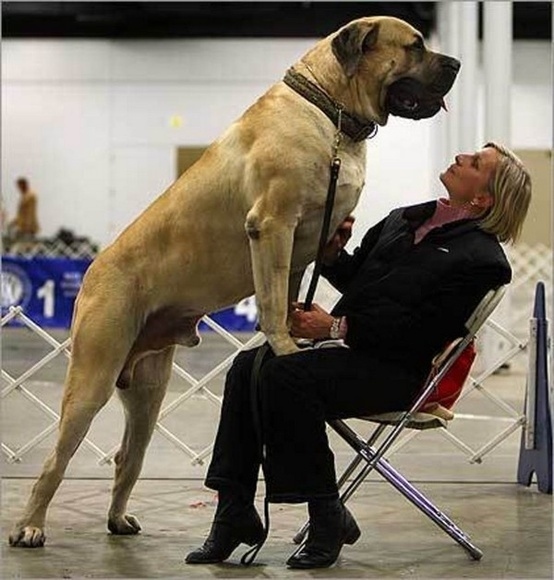 dogs-who-dont-realize-how-big-they-are-019.jpg