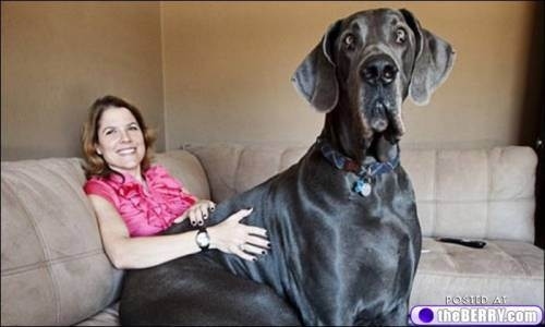 dogs-who-dont-realize-how-big-they-are-02.jpg