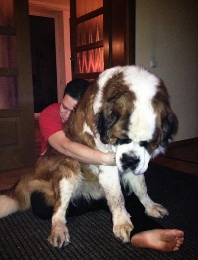 dogs-who-dont-realize-how-big-they-are-021.jpg