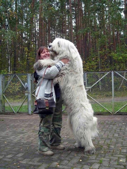 dogs-who-dont-realize-how-big-they-are-03.jpg