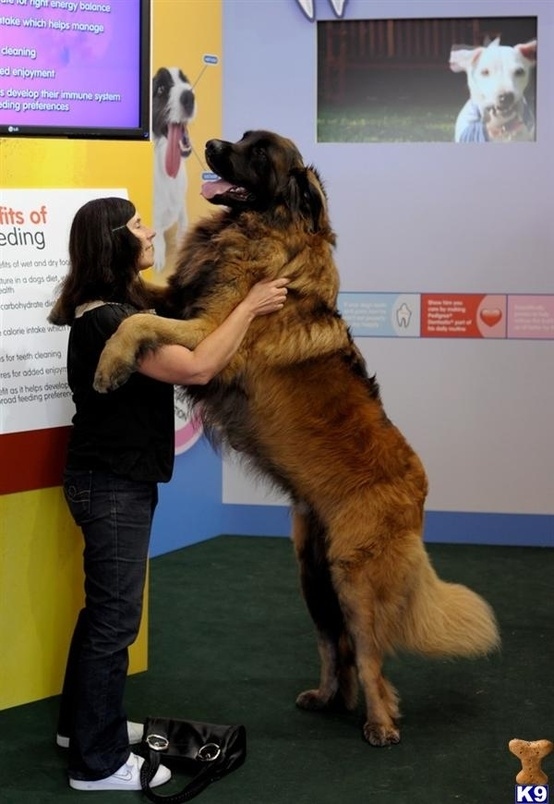 dogs-who-dont-realize-how-big-they-are-05.jpg