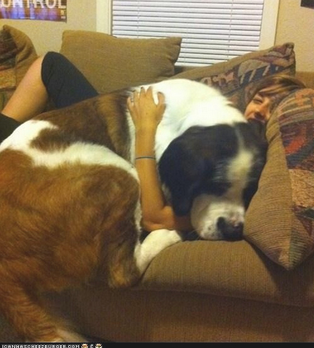 dogs-who-dont-realize-how-big-they-are-07.jpg