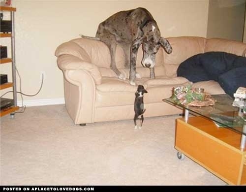 dogs-who-dont-realize-how-big-they-are-08.jpg