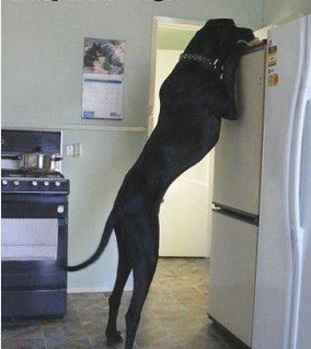 dogs-who-dont-realize-how-big-they-are-09.jpg