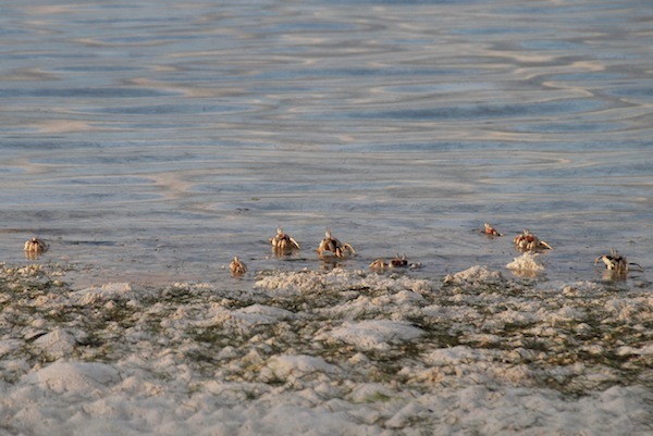 national-geographic-moment-at-amanpulo-16.JPG