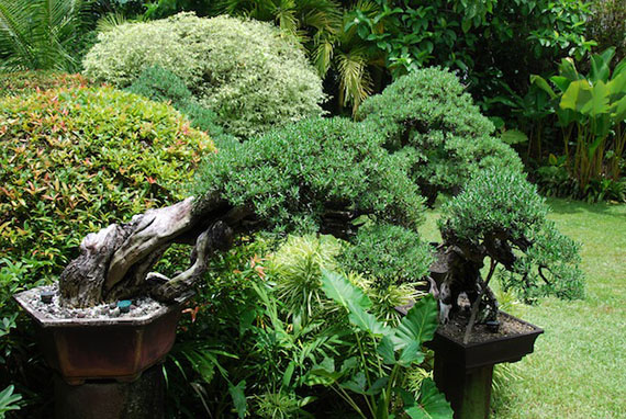 bonsai-collection-10.JPG