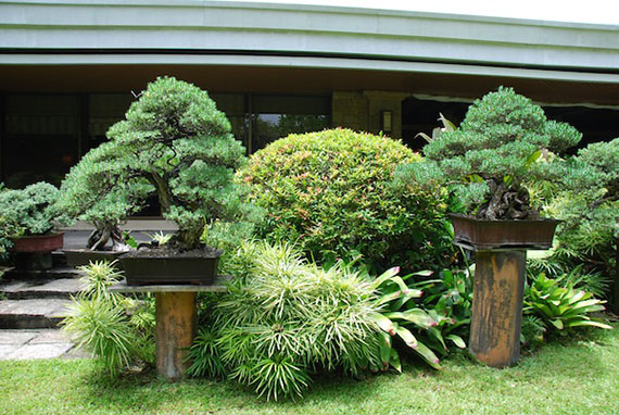 bonsai-collection-13.JPG