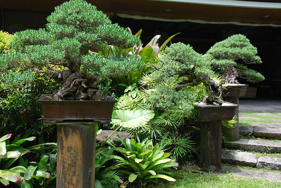 bonsai-collection-16.JPG