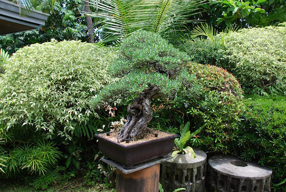 bonsai-collection-17.JPG