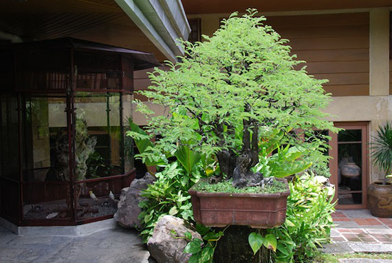 bonsai-collection-18.JPG