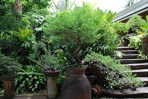 bonsai-collection-22.JPG