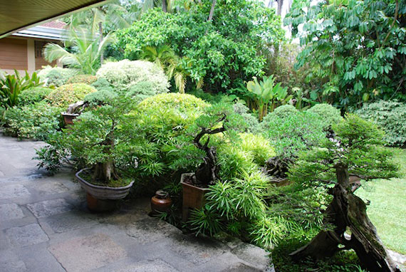 bonsai-collection-9.JPG