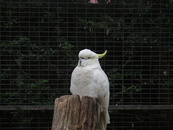 featherdale-wildlife-park-australia-10.JPG