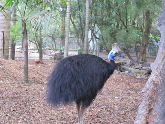 featherdale-wildlife-park-australia-11.JPG