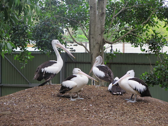 featherdale-wildlife-park-australia-13.JPG