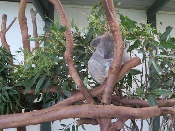 featherdale-wildlife-park-australia-14.JPG