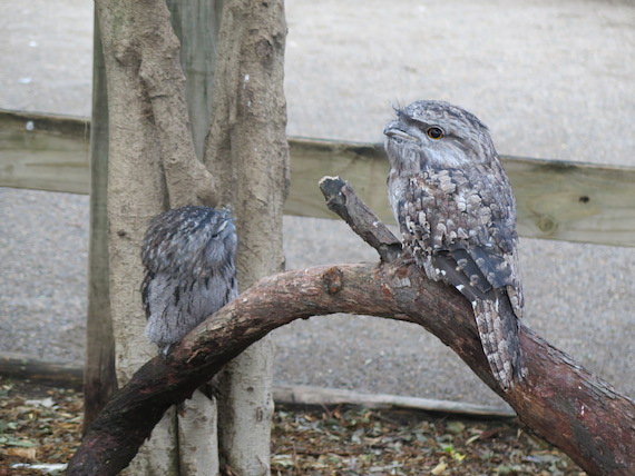 featherdale-wildlife-park-australia-15.JPG