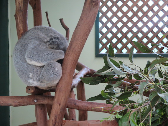 featherdale-wildlife-park-australia-16.JPG