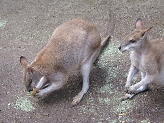 featherdale-wildlife-park-australia-21.JPG