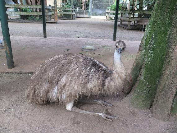 featherdale-wildlife-park-australia-24.JPG