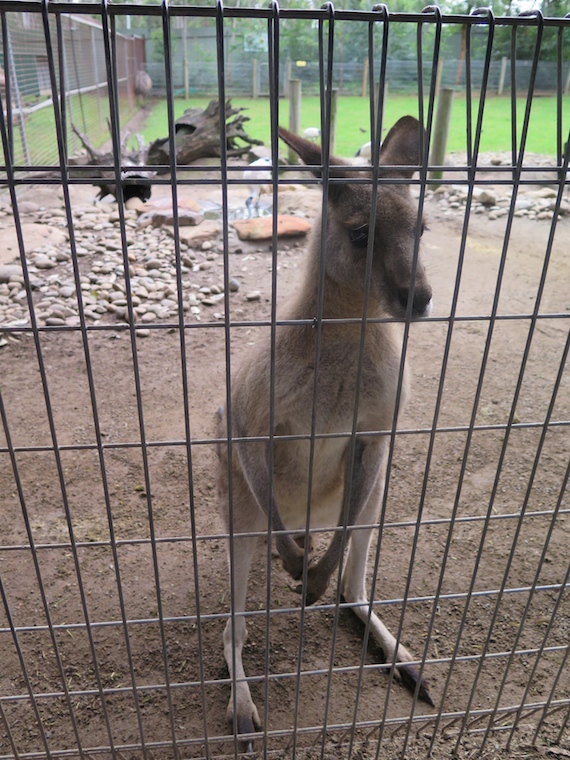 featherdale-wildlife-park-australia-28.jpg