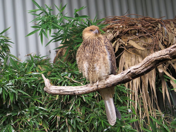 featherdale-wildlife-park-australia-29.JPG