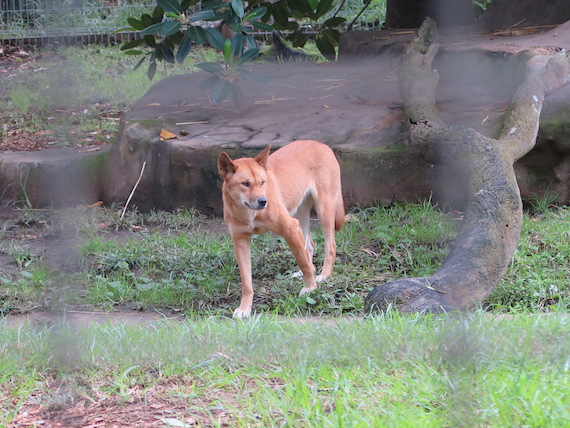 featherdale-wildlife-park-australia-30.JPG