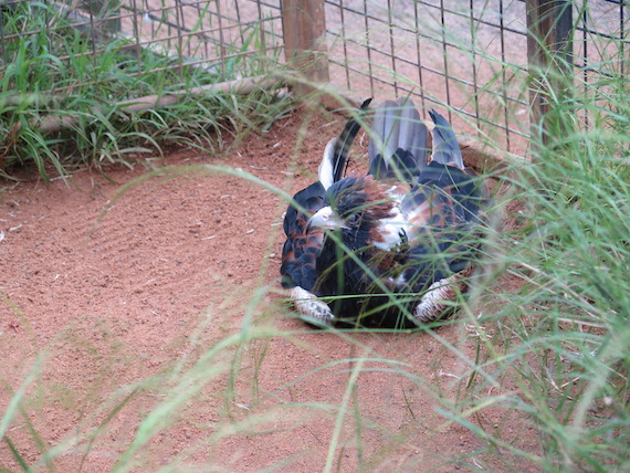 featherdale-wildlife-park-australia-31.JPG