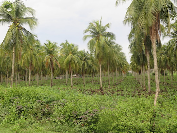 tanjay-negros-oriental-20.JPG