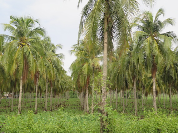 tanjay-negros-oriental-21.JPG