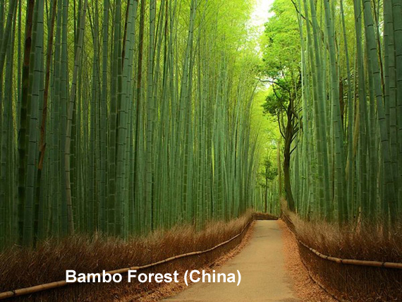 bamboo-forest-china.jpg