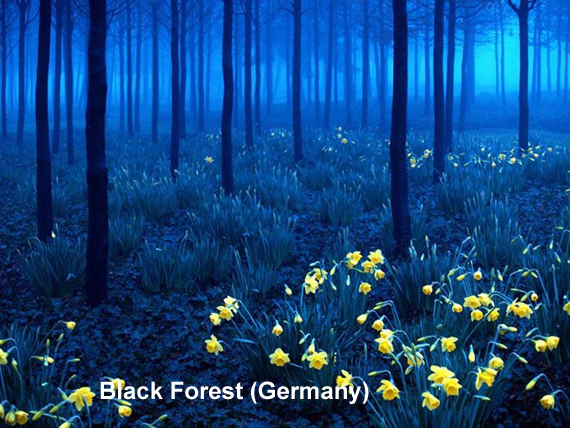 black-forest-germany.jpg