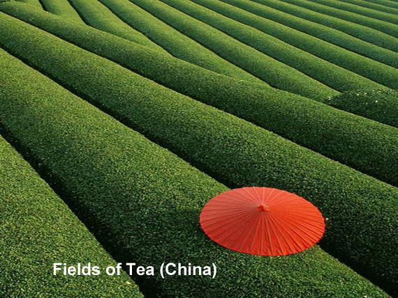 field-of-tea-china.jpg