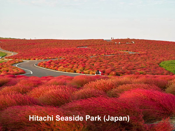 hitachi-seaside-park-japan.jpg