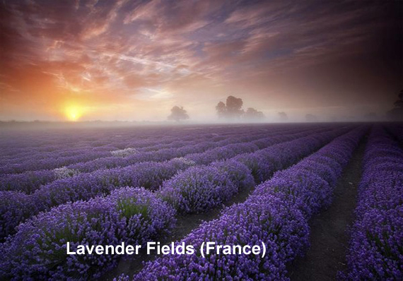 lavender-fields-france.jpg