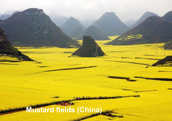 mustard-fields-china.jpg